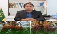 پایان برداشت محصول خرما در جنوب کرمان